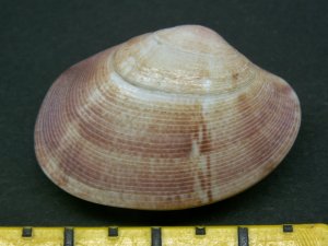 &copy; Thijs de Boer